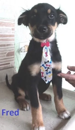 Cachorro raça Srd idade 2 a 6 meses nome Fred e barney