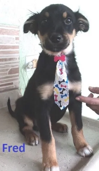 Cachorro ra a Srd idade 2 a 6 meses nome Fred e barney