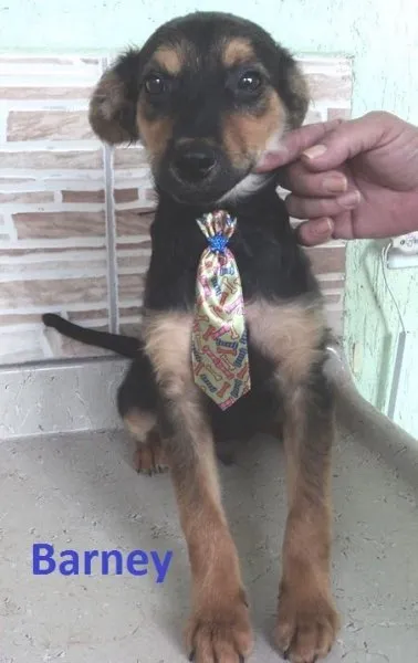 Cachorro ra a Srd idade 2 a 6 meses nome Fred e barney