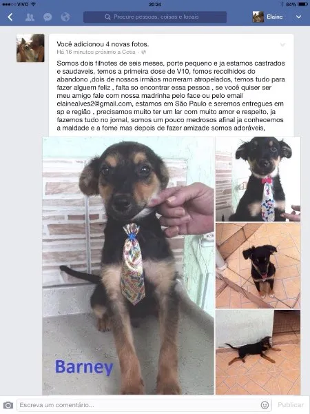 Cachorro ra a Srd idade 2 a 6 meses nome Fred e barney