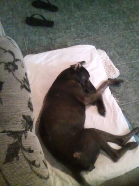 Cachorro ra a  idade  nome Neguinha