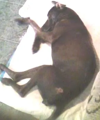 Cachorro ra a  idade  nome Neguinha