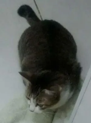 Cachorro raça SRD idade 2 anos nome Magali e Preto 