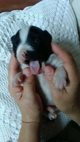 Cachorro ra a SRD idade Abaixo de 2 meses nome Godinha