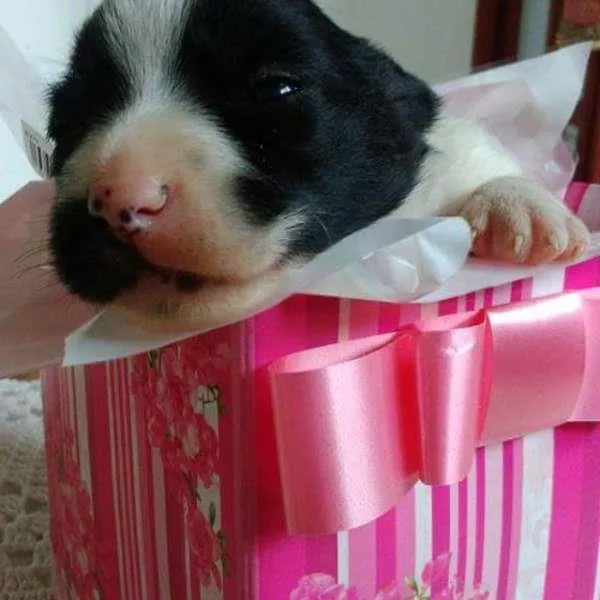 Cachorro ra a SRD idade Abaixo de 2 meses nome Godinha