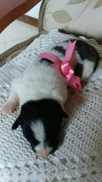 Cachorro ra a SRD idade Abaixo de 2 meses nome Godinha