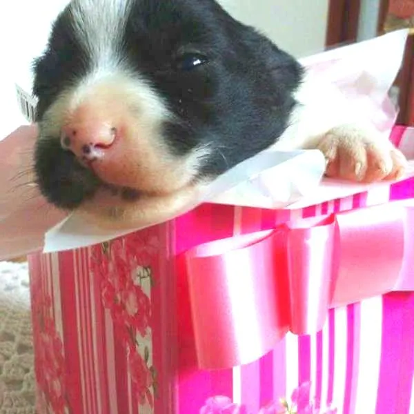 Cachorro ra a SRD idade Abaixo de 2 meses nome Godinha