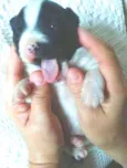 Godinha