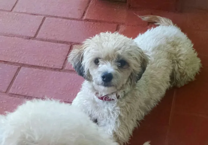 Cachorro ra a poodle com viralata idade 3 anos nome Riana GRATIFICA
