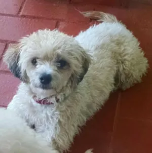 Cachorro raça poodle com viralata idade 3 anos nome Riana GRATIFICA