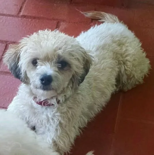 Cachorro ra a poodle com viralata idade 3 anos nome Riana GRATIFICA