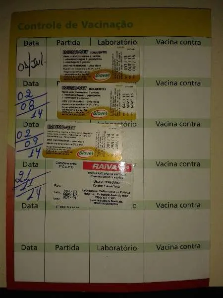 Cachorro ra a Mestiço Labrador idade 1 ano nome Max