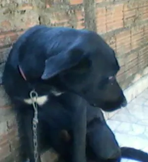 Cachorro raça Mestiço Labrador idade 1 ano nome Max