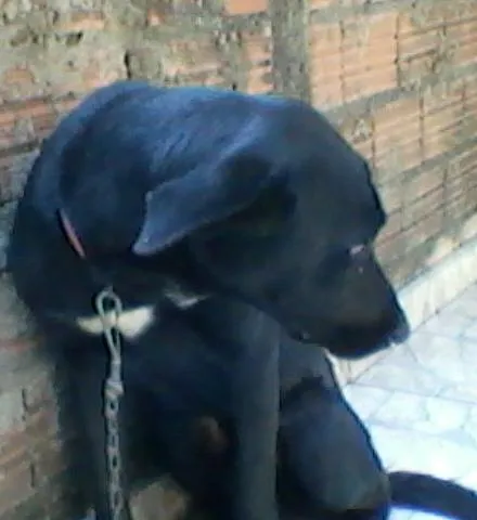 Cachorro ra a Mestiço Labrador idade 1 ano nome Max