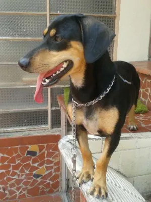 Cachorro raça Basset-Cofap idade 2 anos nome Tony
