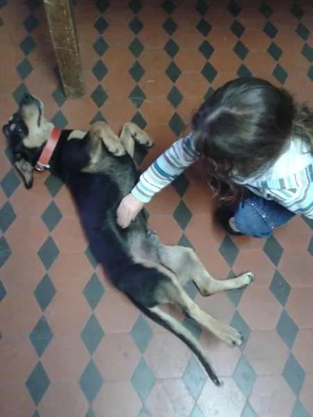 Cachorro raça Basset-Cofap idade 2 anos nome Tony