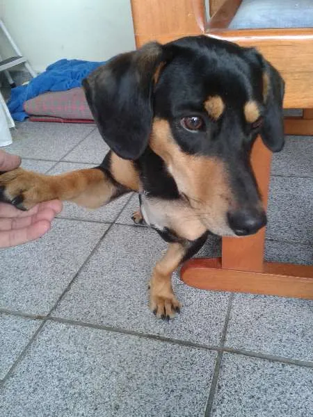 Cachorro raça Basset-Cofap idade 2 anos nome Tony