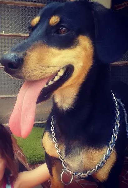 Cachorro raça Basset-Cofap idade 2 anos nome Tony