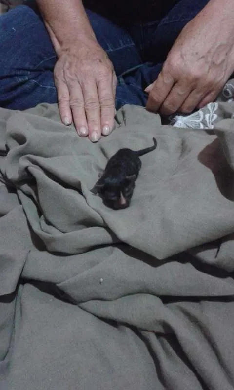 Gato raça vira-lata idade Abaixo de 2 meses nome sem nome
