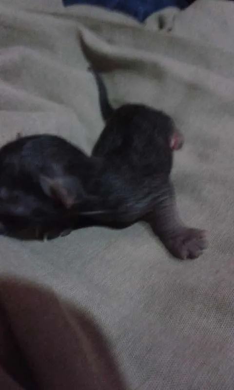 Gato raça vira-lata idade Abaixo de 2 meses nome sem nome