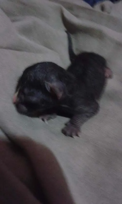 Gato raça vira-lata idade Abaixo de 2 meses nome sem nome