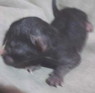 Gato raça vira-lata idade Abaixo de 2 meses nome sem nome