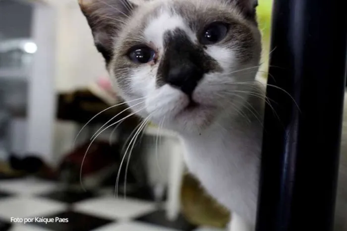 Gato ra a SRD idade 7 a 11 meses nome Banana
