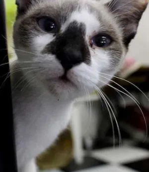Gato raça SRD idade 7 a 11 meses nome Banana