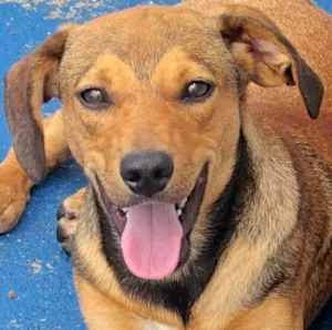 Cachorro raça  idade 7 a 11 meses nome TUCO FILHOTE PEQUENO