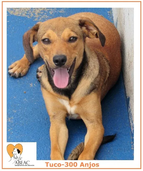 Cachorro ra a  idade 7 a 11 meses nome TUCO FILHOTE PEQUENO