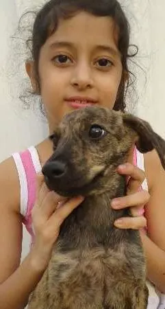 Cachorro ra a RND idade 2 a 6 meses nome Pitoco