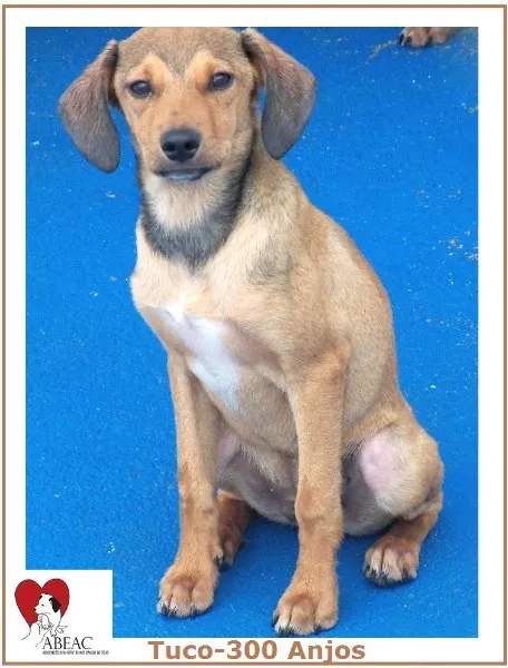 Cachorro ra a  idade 7 a 11 meses nome TUCO FILHOTE PEQUENO