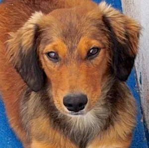Cachorro raça  idade 2 a 6 meses nome ALEX FILHOTE