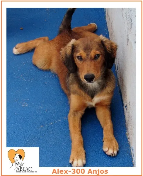Cachorro ra a  idade 2 a 6 meses nome ALEX FILHOTE