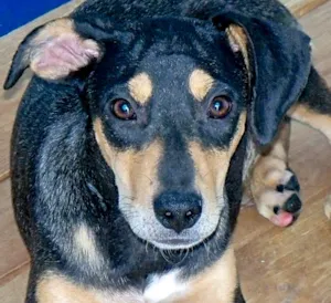 Cachorro raça  idade 7 a 11 meses nome KARINA FILHOTE