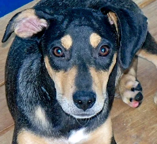 Cachorro ra a  idade 7 a 11 meses nome KARINA FILHOTE