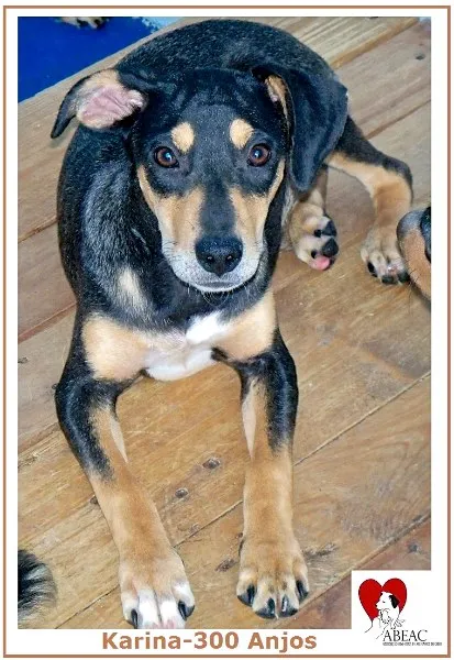 Cachorro ra a  idade 7 a 11 meses nome KARINA FILHOTE