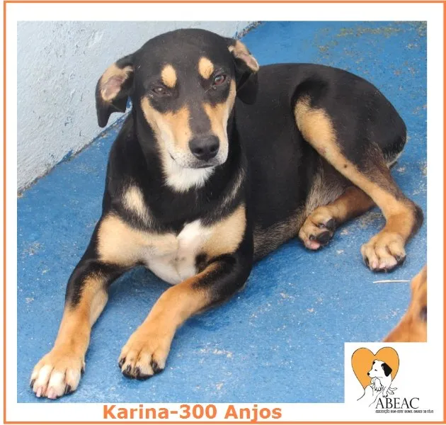 Cachorro ra a  idade 7 a 11 meses nome KARINA FILHOTE