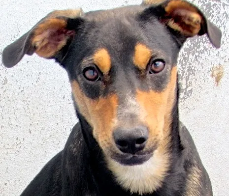 Cachorro ra a  idade 7 a 11 meses nome SPOCK FILHOTE