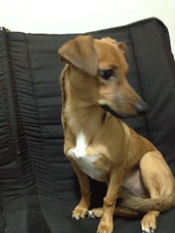Cachorro ra a SRD - basset idade 2 a 6 meses nome Lilly