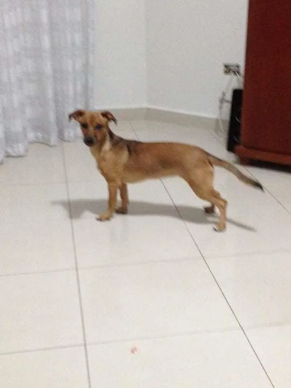 Cachorro ra a SRD - basset idade 2 a 6 meses nome Lilly