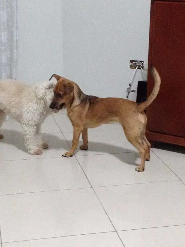 Cachorro ra a SRD - basset idade 2 a 6 meses nome Lilly