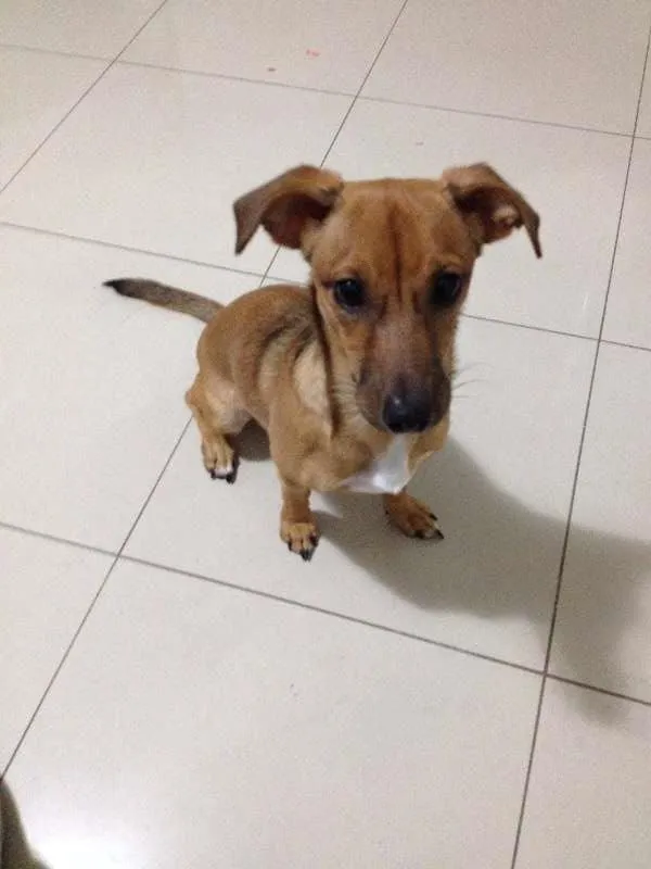 Cachorro ra a SRD - basset idade 2 a 6 meses nome Lilly