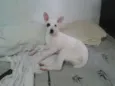 Pirata