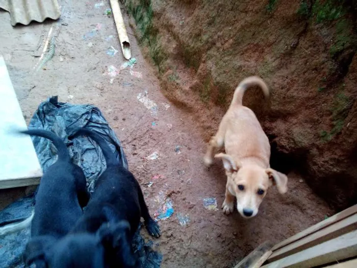 Cachorro ra a Labrador mestiço com pastor alemão idade 2 a 6 meses nome Varios animais