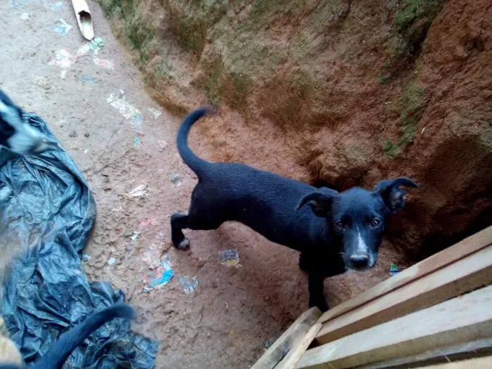 Cachorro ra a Labrador mestiço com pastor alemão idade 2 a 6 meses nome Varios animais