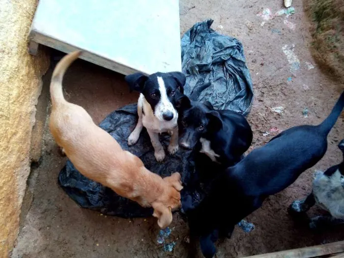 Cachorro ra a Labrador mestiço com pastor alemão idade 2 a 6 meses nome Varios animais