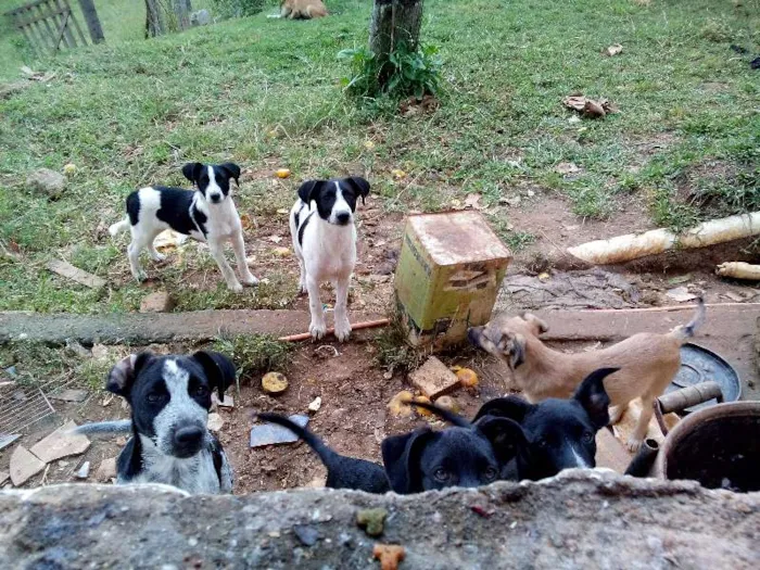 Cachorro ra a Labrador mestiço com pastor alemão idade 2 a 6 meses nome Varios animais