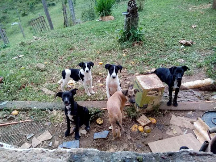 Cachorro ra a Labrador mestiço com pastor alemão idade 2 a 6 meses nome Varios animais