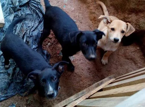 Cachorro ra a Labrador mestiço com pastor alemão idade 2 a 6 meses nome Varios animais